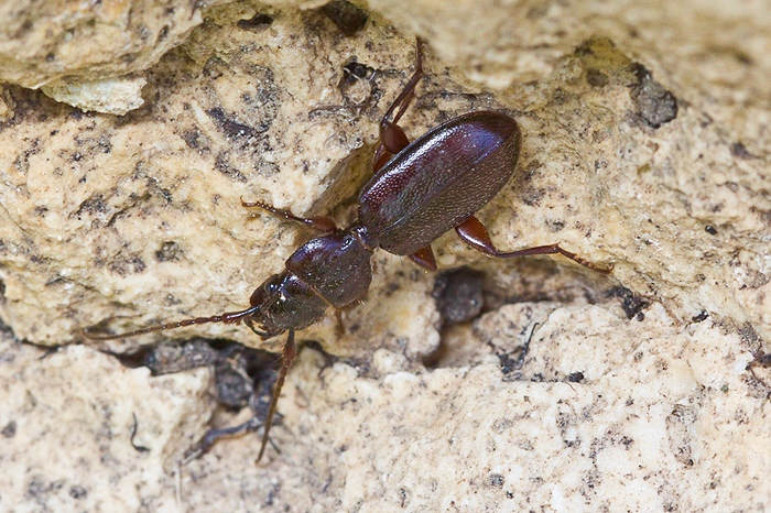 Siagona europaea da Malta